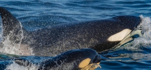 Killer whale punts sea lion 20 feet in the air to teach calf to hunt